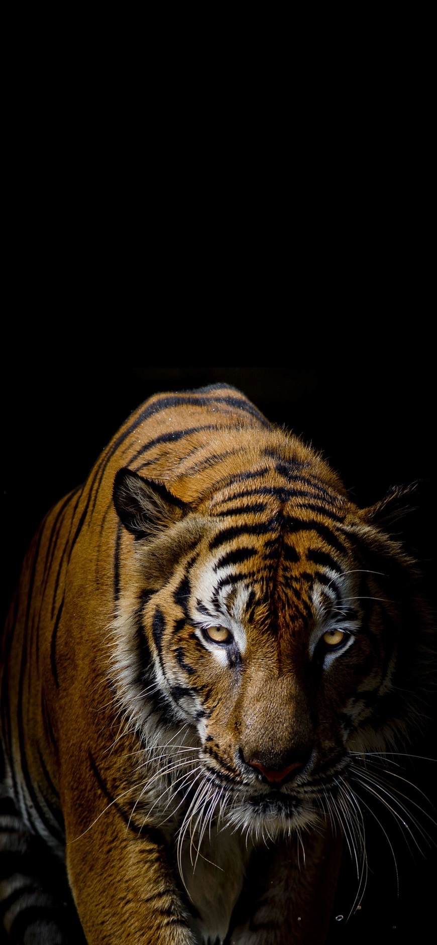 虎の写真